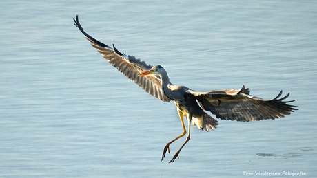 Blauwereiger