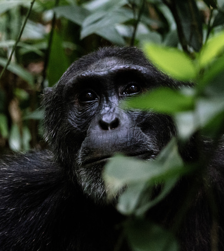 Chimpansee 
