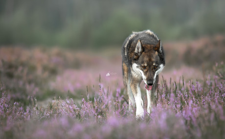 Struinen over de heide 