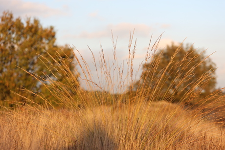 Herfst groet uit Son 