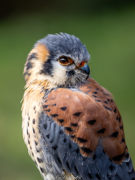 Amerikaanse torenvalk 