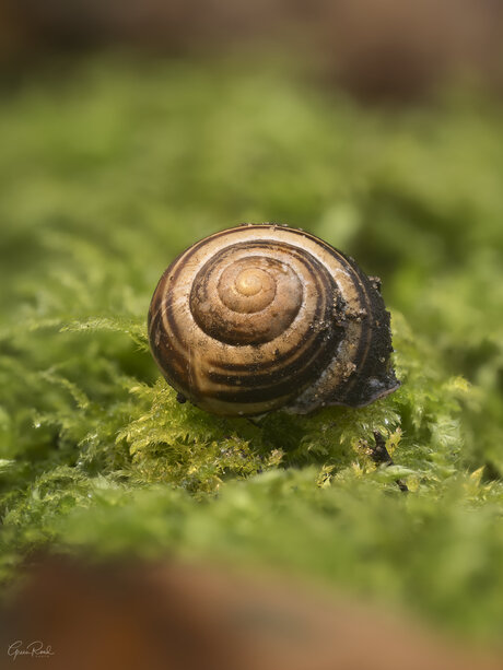 Slak op mos
