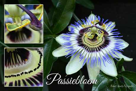 Passiebloem
