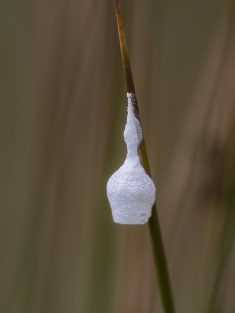 Feeënlampje