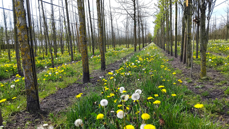 Lente