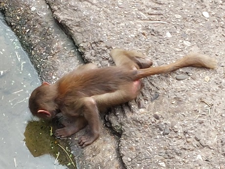 kleine baviaan met dorst