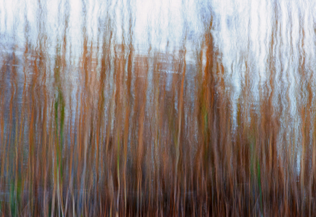 Schimmen in het water 