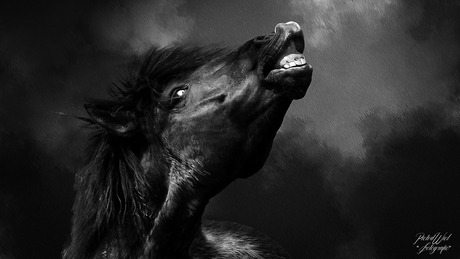 Een flement konic paard