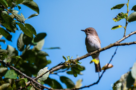De Grauwe Vliegenvanger!
