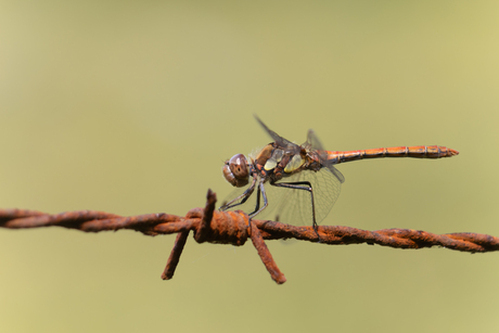 Libelle op prikkeldraad