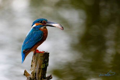 IJsvogeltje met visje