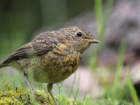 Nieuwsgierige roodborst