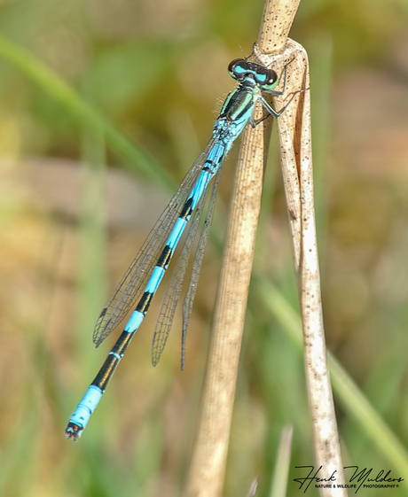 Speerwaterjuffer (Coenagrion hastulatum)