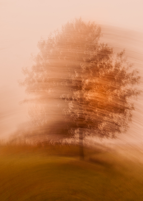 Herfstboom in de mist