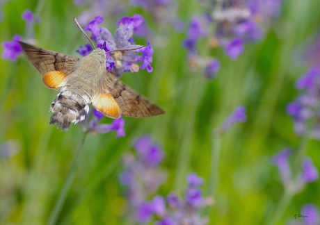 Kolibrie vlinder I