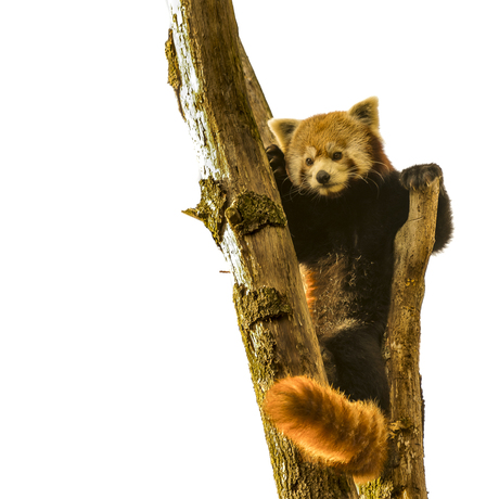 Red Panda