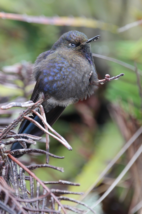 Fluffy hummingbird