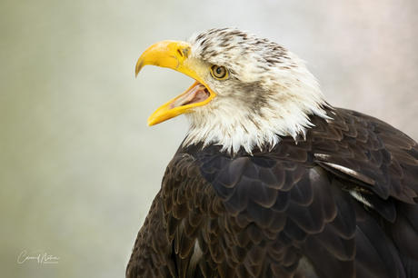 Amerikaanse zeearend 