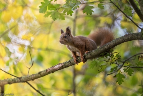 eekhoorntje in de boom