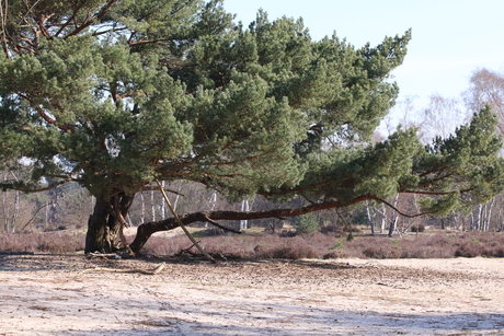 het witte zand van de Kalmhoutse heide