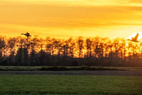 Vliegende eenden tijdens zonsondergang.