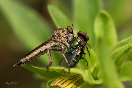 Roofvlieg met prooi...