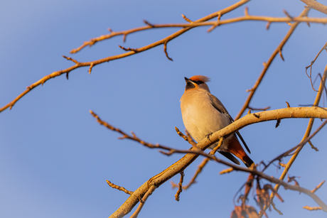 Pestvogel - Bombycilla garrulus