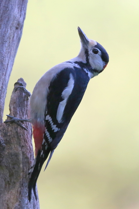 Grote Bonte Specht