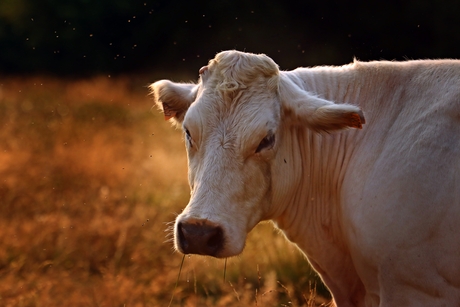 Zon, koe en vliegen.