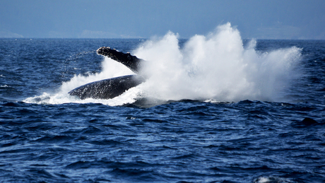 Breaching hampback whale