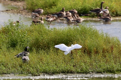 Kleine zilverreiger