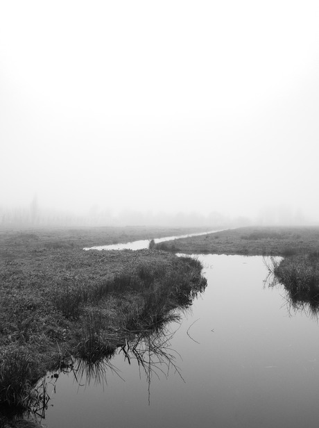 Mist in de Goudse Hout 3