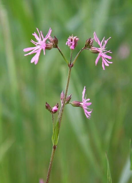 echte koekkoeksbloem
