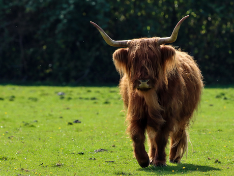 Schotse Hooglander 