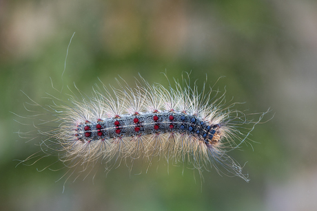 rups van de 'plakker'