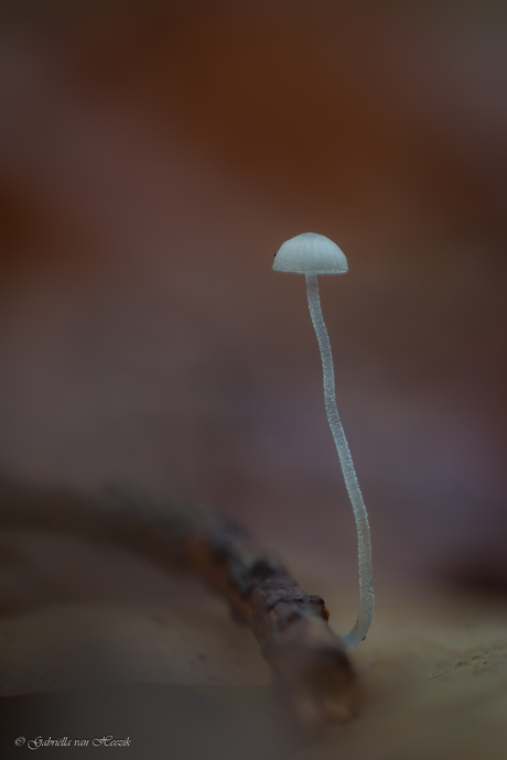 Mycena (geloof ik 😅).