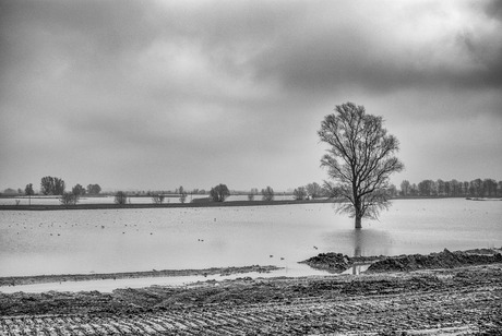 verdronken boom
