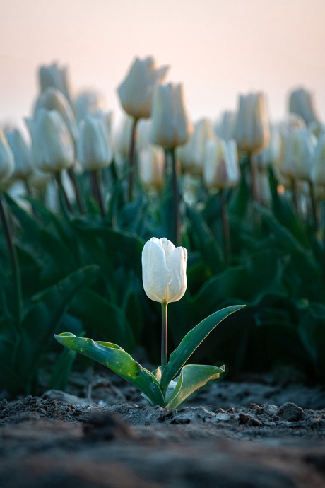 Tijd voor Tulpen