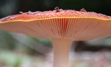 De bekende rood met witte stippen.