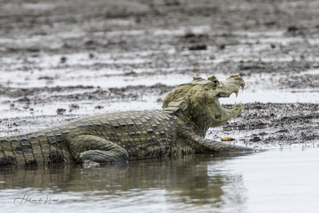 Brilkaaiman (wildlife) - Costa Rica