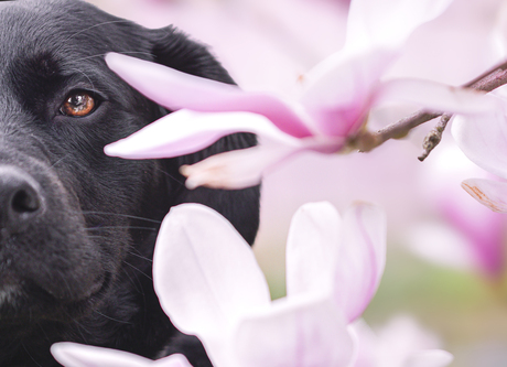 Nala tussen de magnolia's 