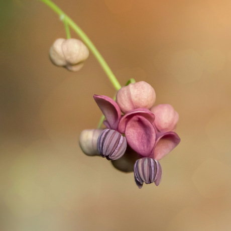 Wonder van de natuur