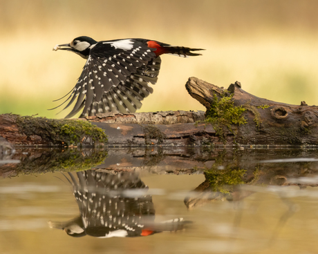 Grote bonte Specht met mooie weerspiegeling in het ijs.