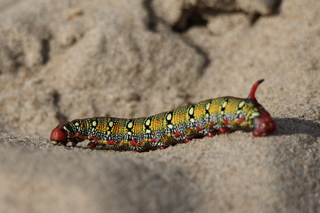 Wolfsmelkpijlstaart rups