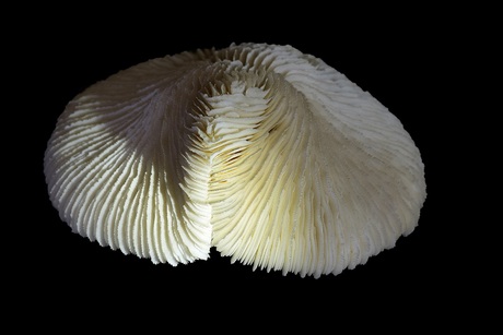 Mushroom coral ?