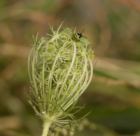 Groene Stinkwants nimf