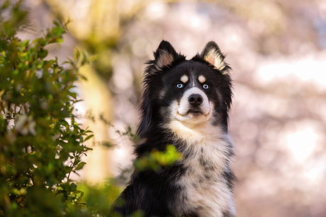 Pomsky portretje
