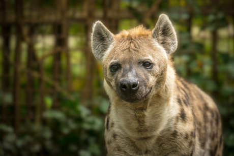 Glimlachende Hyena