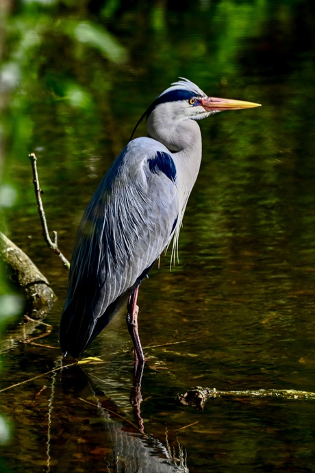 Portret van een Blauwe Reiger