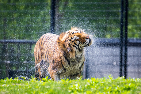 Amoertijger in Aquazoo Leeuwarden zoekt verkoeling